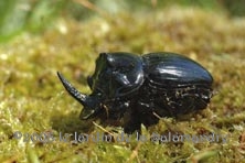 Copris lunaris au Jardin de la Salamandre en Dordogne