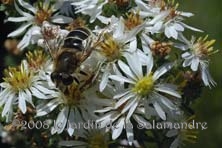 Eristalis interrupta au Jardin de la Salamandre en Dordogne