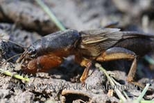 Gryllotalpa gryllotalpa au Jardin de la Salamandre en Dordogne