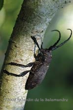 Lamia textor au Jardin de la Salamandre en Dordogne