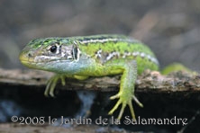 Lézard vert au Jardin de la Salamandre en Dordogne