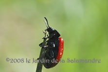 Melasoma populi au Jardin de la Salamandre en Dordogne