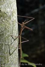 Phasme au Jardin de la Salamandre en Dordogne