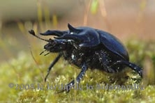 Typhaeus typhoeus mâle au Jardin de la Salamandre en Dordogne