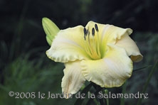 Hemerocallis 'Arctic Snow' au Jardin de la Salamandre en Dordogne