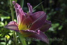 Hemerocallis 'Chosen Love' au Jardin de la Salamandre en Dordogne