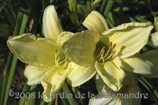 Hemerocallis 'Ice Carnival' au Jardin de la Salamandre en Dordogne