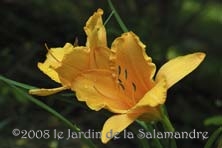 Hemerocallis 'Ruffled Apricot' au Jardin de la Salamandre en Dordogne