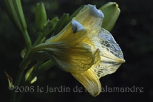 Hemerocallis 'Ruffled Apricot' au Jardin de la Salamandre en Dordogne