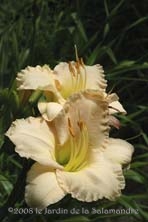 Hemerocallis 'So Lovely' au Jardin de la Salamandre en Dordogne 