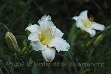 Hemerocallis 'White Temptation' au Jardin de la Salamandre en Dordogne 