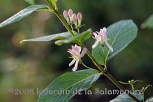LonIcera huandeniasis au Jardin de la Salamandre en Dordogne