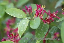 Lonicera orientalis au Jardin de la Salamandre en Dordogne