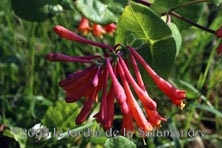 Lonicera sempervirens au Jardin de la Salamandre en Dordogne