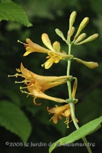 Lonicera x brownii 'Yellow Trumpet' au Jardin de la Salamandre en Dordogne