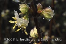 Lonicera x fragrantissima au Jardin de la Salamandre en Dordogne