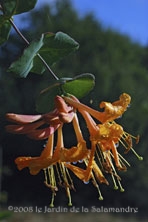 Lonicera x tellmanniana 'Joan Sayers' au Jardin de la Salamandre en Dordogne