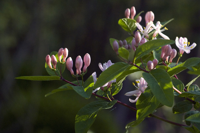 Lonicera arborea au Jardin de la Salamandre