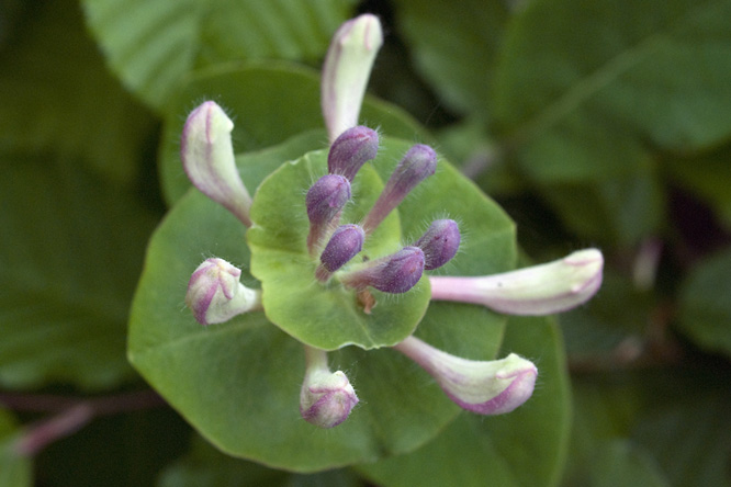 Lonicera caprifolium 'Inga' au Jardin de la Salamandre