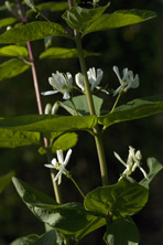 Lonicera chrysantha au Jardin de la Salamandre