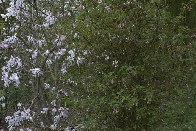 Lonicera grandis (vue d'ensemble) au Jardin de la Salamandre