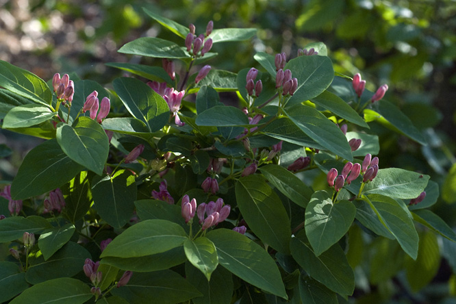 Lonicera huandeniasis 2 au Jardin de la Salamandre