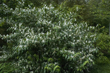 Lonicera maackii au Jardin de la Salamandre