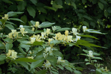 Lonicera maackii var. podocarpa au Jardin de la Salamandre