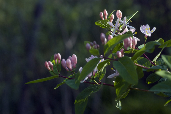 Lonicera olgae au Jardin de la Salamandre