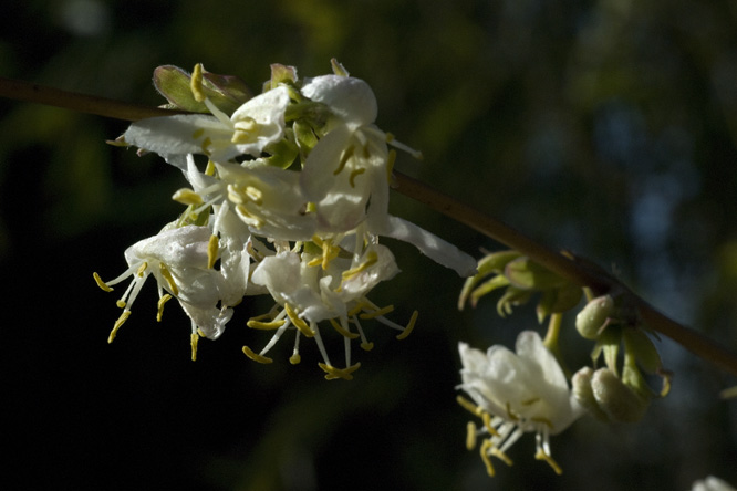 Lonicera x purpusii 'Winter Beauty' au Jardin de la Salamandre