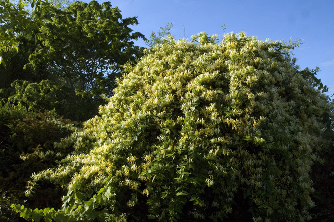 Lonicera similis var.delavayi 2 au Jardin de la Salamandre