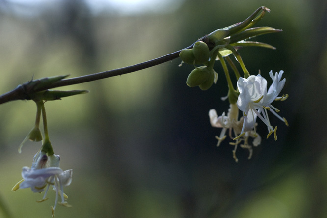 Lonicera standishii 2 au Jardin de la Salamandre