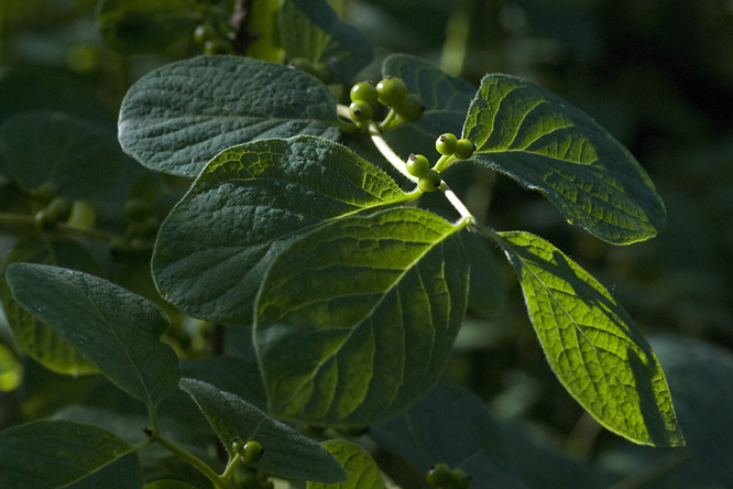 Lonicera trichosantha var. xerocalyx  au Jardin de la Salamandre