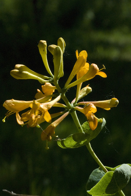 Lonicera x brownii 'Yellow Trumpet' au Jardin de la Salamandre