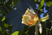 Liriodendron tulipifera au Jardin de la Salamandre en Dordogne