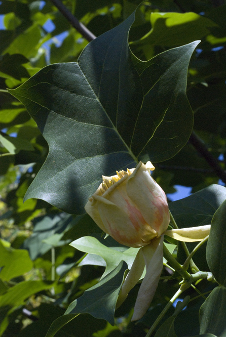 Liriodendron tulipifera 2 au Jardin de la Salamandre en Dordogne