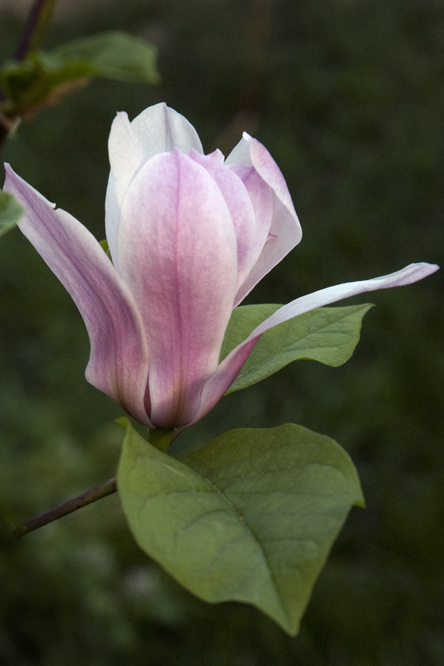 Magnolia x brooklynensis 'Woodsman' au Jardin de la Salamandre en Dordogne