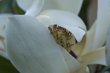 Magnolia grandiflora au Jardin de la Salamandre en Dordogne