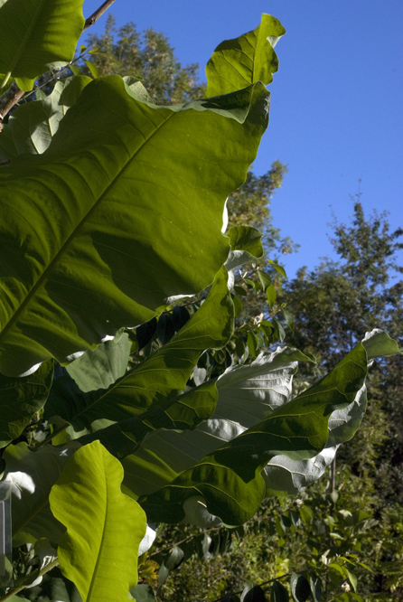 Magnolia macrophylla au Jardin de la Salamandre en Dordogne