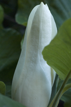 Magnolia macrophylla au Jardin de la Salamandre en Dordogne