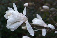 Magnolia stellata au Jardin de la Salamandre