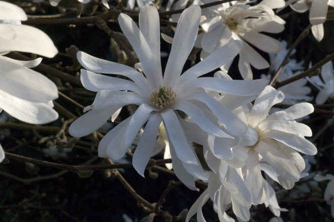 Magnolia stellata 3 au Jardin de la Salamandre en Dordogne