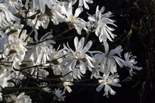 Magnolia stellata au Jardin de la Salamandre en Dordogne