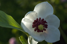 Magnolia wilsonii au Jardin de la Salamandre en Dordogne