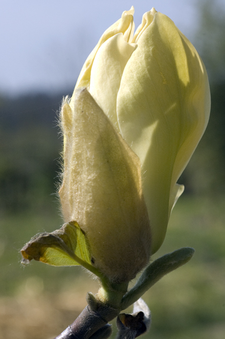 Magnolia 'Yellow Fever' au Jardin de la Salamandre en Dordogne