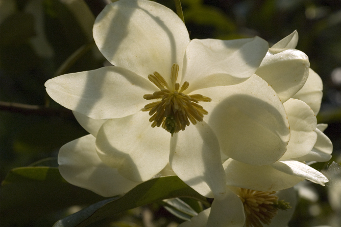 Michelia yunnanensis 2 au Jardin de la Salamandre en Dordogne