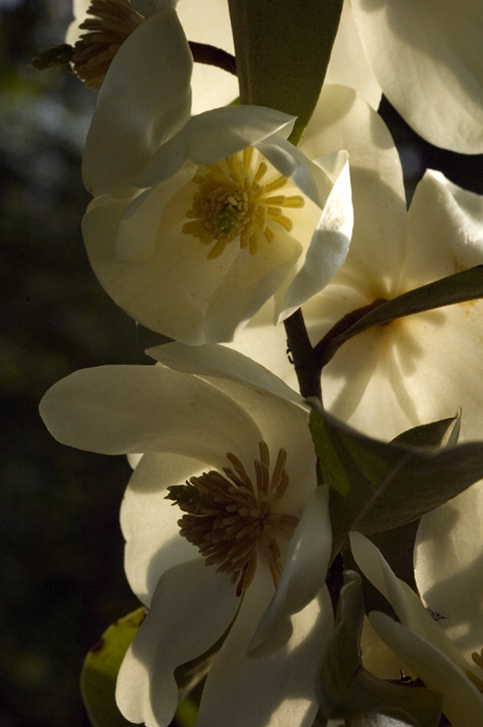 Michelia yunnanensis 3 au Jardin de la Salamandre en Dordogne