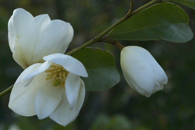 Michelia yunnanensis au Jardin de la Salamandre en Dordogne