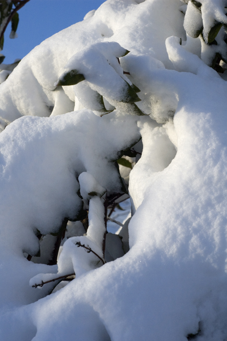 Arbuste enfoui sous la neige  au Jardin de la Salamandre en Dordogne
