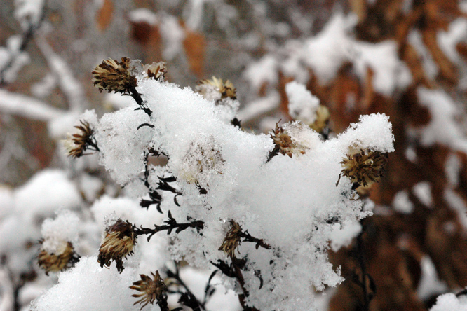 Neige sur les asters au Jardin de la Salamandre en Dordogne